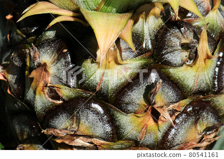 Macro of the scales on a pineapple fruit Macro of the scales on a pineapple fruit 80541161
