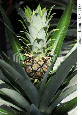 Closeup of a tiny pineapple growing on a houseplant Closeup of a tiny pineapple growing on a houseplant 80541162
