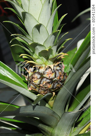 Closeup of a tiny pineapple growing on a houseplant Closeup of a tiny pineapple growing on a houseplant 80541164