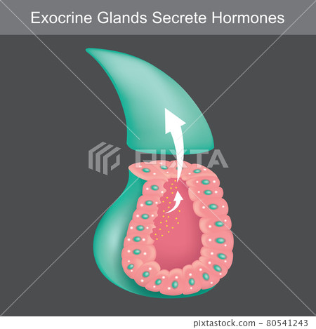 Exocrine Glands Secrete Hormones. Illustration showing cross section for learning exocrine glands human.. 80541243