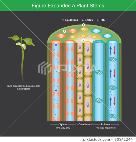 Figure Expanded A Plant Stems. Figure expanded for explain a plants transport nutrient and water in stems. Illustration.. 80541244