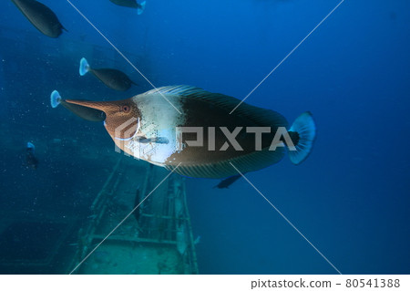 Short-nosed unicornfish ecological photograph Short-nosed unicornfish ecological photograph 80541388