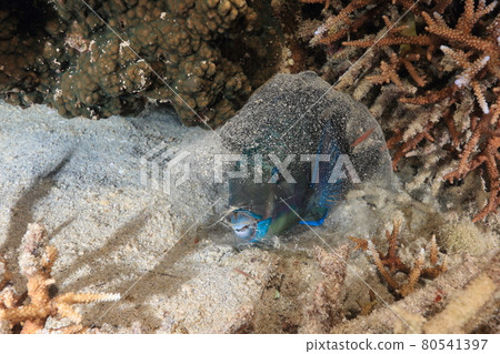 Parrotfish during sleep 80541397