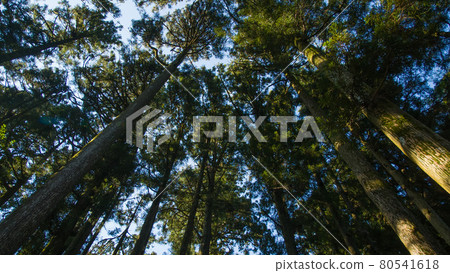 Cry of trees 80541618