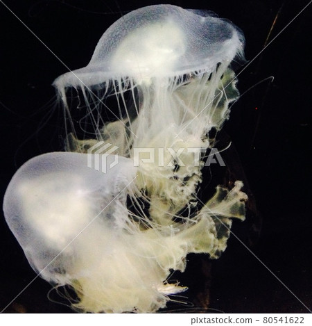 State of jellyfish deep in the sea State of jellyfish deep in the sea 80541622