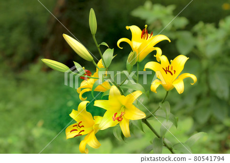 Flowers in lilies that bloom colorfully and gracefully 80541794