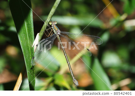 Freshwater fish (female) Freshwater fish (female) 80542401