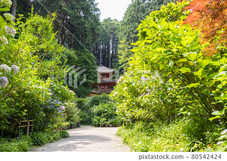 干山寺三重塔和繡球花 干山寺三重塔和繡球花 80542424