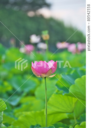 Red lotus flower that has begun to open Red lotus flower that has begun to open 80542558