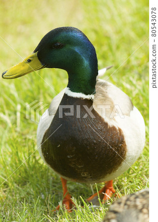 A lonely drake walking gracefully on a grassy shore. 80543078