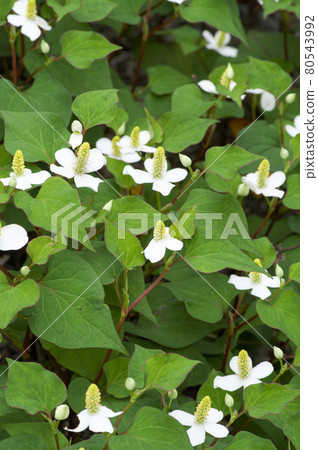 六月開花的魚腥草白花 80543992