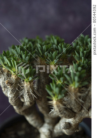 Euphorbia girauminiana Euphorbia girauminiana 80544392