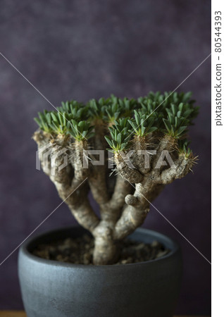 Euphorbia girauminiana Euphorbia girauminiana 80544393