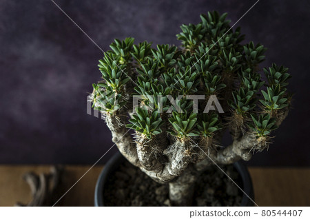 Euphorbia girauminiana Euphorbia girauminiana 80544407