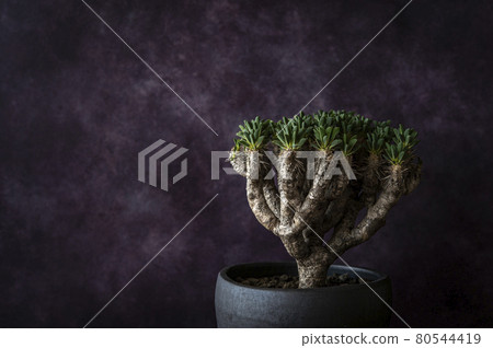 Euphorbia girauminiana 80544419