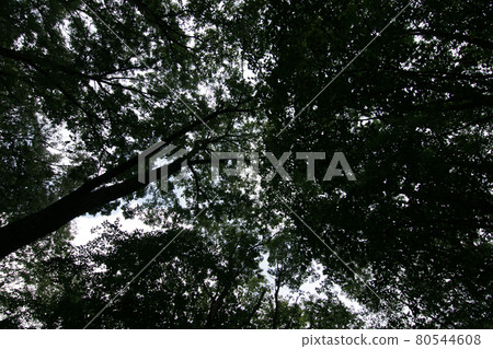 走四季秋天Tashima Kogen種植園 走四季秋天Tashima Kogen種植園 80544608