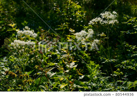 Thalictrum aquilinum blooms Thalictrum aquilinum blooms 80544936