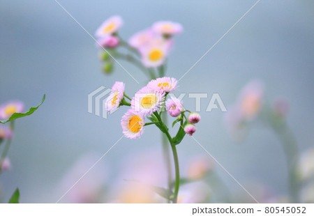 Waterside Spring Shien (Halzion) 80545052