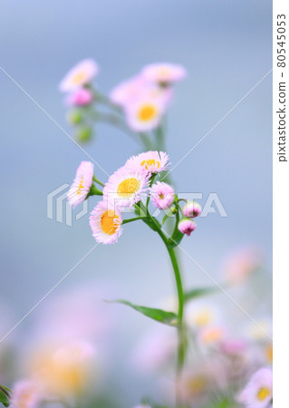 Waterside Spring Shien (Halzion) Waterside Spring Shien (Halzion) 80545053