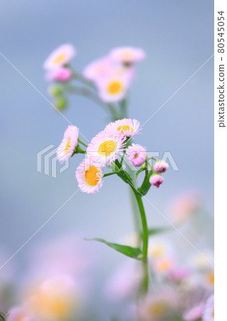 Waterside Spring Shien (Halzion) 80545054