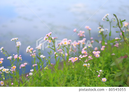 Waterside Spring Shien (Halzion) 80545055