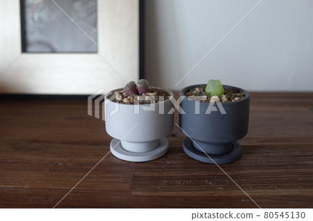 Conophytum Ratsum 和 Conophytum Wittbergense Conophytum Ratsum 和 Conophytum Wittbergense 80545130