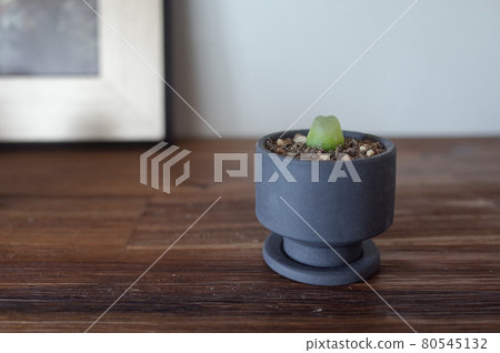 Conophytum Ratsum 80545132