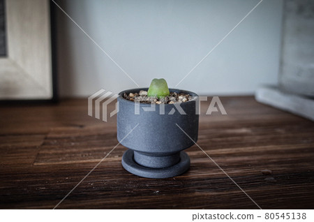 松柏 松柏 80545138