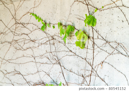未完成的混凝土和植物背景材料/紋理 80545152