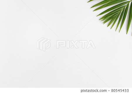 背景材料白皮書植物 背景材料白皮書植物 80545433