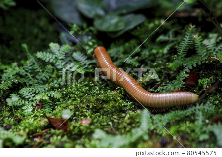 Millipede walks on a rock, Millipede has a long, rigid shell divided into segments. Millipede walks on a rock, Millipede has a long, rigid shell divided into segments. 80545575