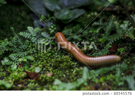 Millipede walks on a rock, Millipede has a long, rigid shell divided into segments. 80545576