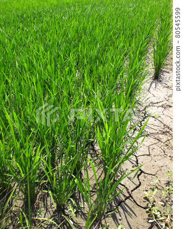 在為夏季土壤排水的稻田中乾燥的風景（垂直） 80545599