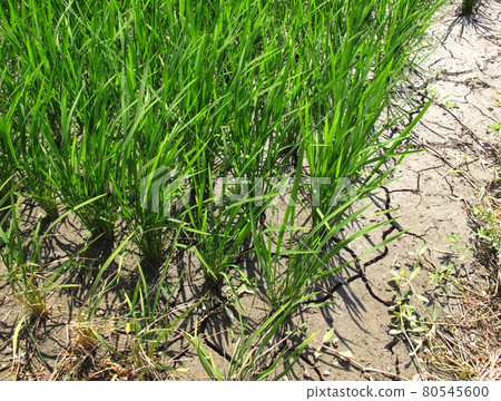 在為夏季土壤排水的稻田中乾燥的風景(橫向) 在為夏季土壤排水的稻田中乾燥的風景(橫向) 80545600