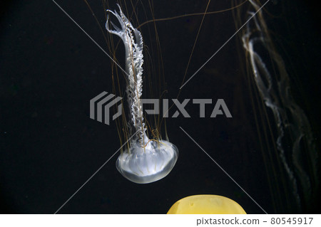 Aquarium scenery Jellyfish tank Tsuruoka City Yamagata Prefecture Aquarium scenery Jellyfish tank Tsuruoka City Yamagata Prefecture 80545917