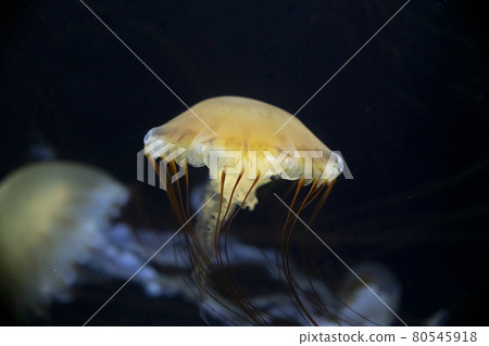 Aquarium scenery Jellyfish tank Tsuruoka City Yamagata Prefecture Aquarium scenery Jellyfish tank Tsuruoka City Yamagata Prefecture 80545918