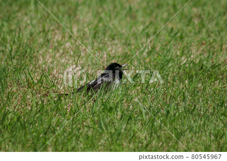 The Oriental Magpie Robin (Copsychus saularis) on the lawn is an insectivorous bird. It is not large, the body is shiny black, the chest down is white. 80545967
