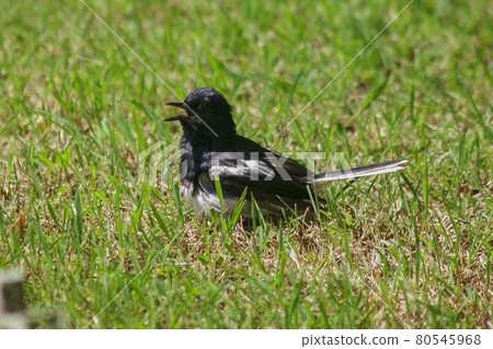 The Oriental Magpie Robin (Copsychus saularis) on the lawn is an insectivorous bird. It is not large, the body is shiny black, the chest down is white. 80545968
