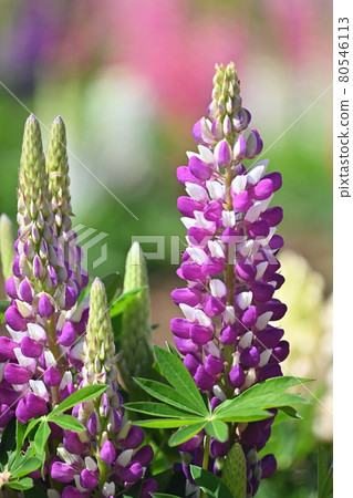 Lupines from Sera Farm in Hiroshima Prefecture 80546113