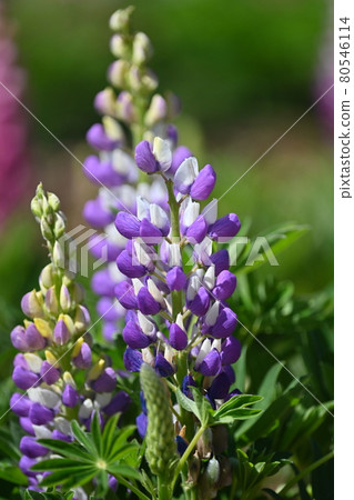 Lupines from Sera Farm in Hiroshima Prefecture Lupines from Sera Farm in Hiroshima Prefecture 80546114