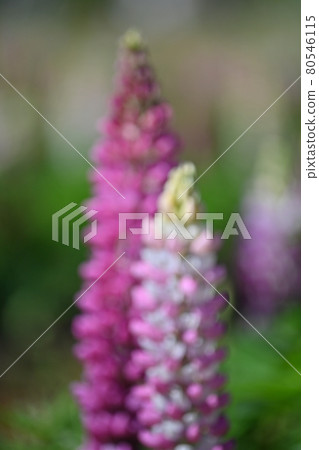 Lupines from Sera Farm in Hiroshima Prefecture 80546115