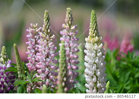 Lupines from Sera Farm in Hiroshima Prefecture 80546117