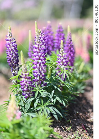 Lupines from Sera Farm in Hiroshima Prefecture Lupines from Sera Farm in Hiroshima Prefecture 80546130