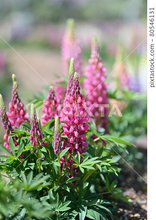 Lupines from Sera Farm in Hiroshima Prefecture Lupines from Sera Farm in Hiroshima Prefecture 80546131