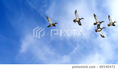 Flying geese, anser anser, against a slightly cloudy sky 80546472