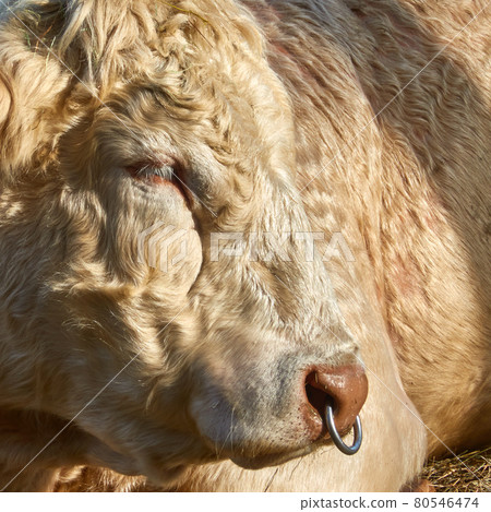 Side portrait of young bull with iron ring pulled through nostrils 80546474