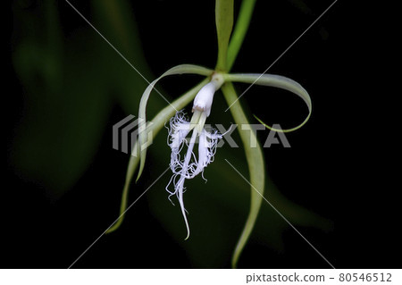 white flowers wither wilted petals white flowers wither wilted petals 80546512