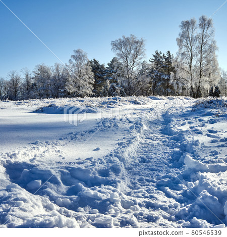 Trail in snow made by pedestrians walking in heath landscape, back light with snow covered birch and beech trees in background Trail in snow made by pedestrians walking in heath landscape, back light with snow covered birch and beech trees in background 80546539