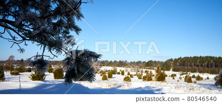 Heathland in winter, juniper bushes towering over erica plants covered by snow under a bright blue sky Heathland in winter, juniper bushes towering over erica plants covered by snow under a bright blue sky 80546540