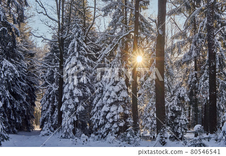 Snow-covered firs, spruces and pines with the sun whose rays shine through the branches of the trees Snow-covered firs, spruces and pines with the sun whose rays shine through the branches of the trees 80546541